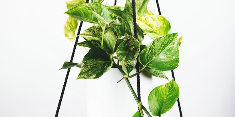 世界杯小组赛精彩瞬间，球迷在看台上欢呼雀跃